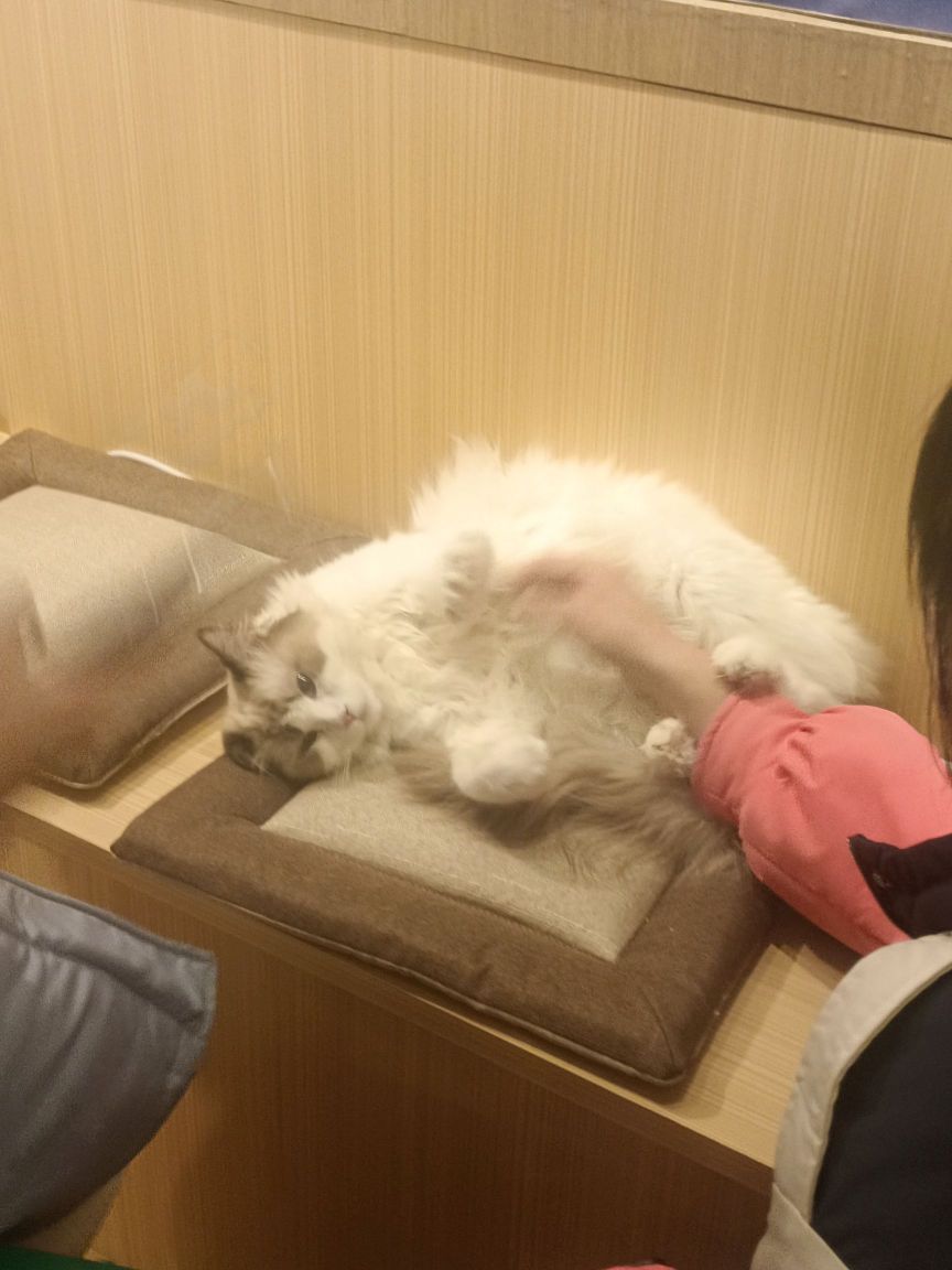 苏海岛小猫之家·猫咖猫舍布偶宠物(金鼎店)