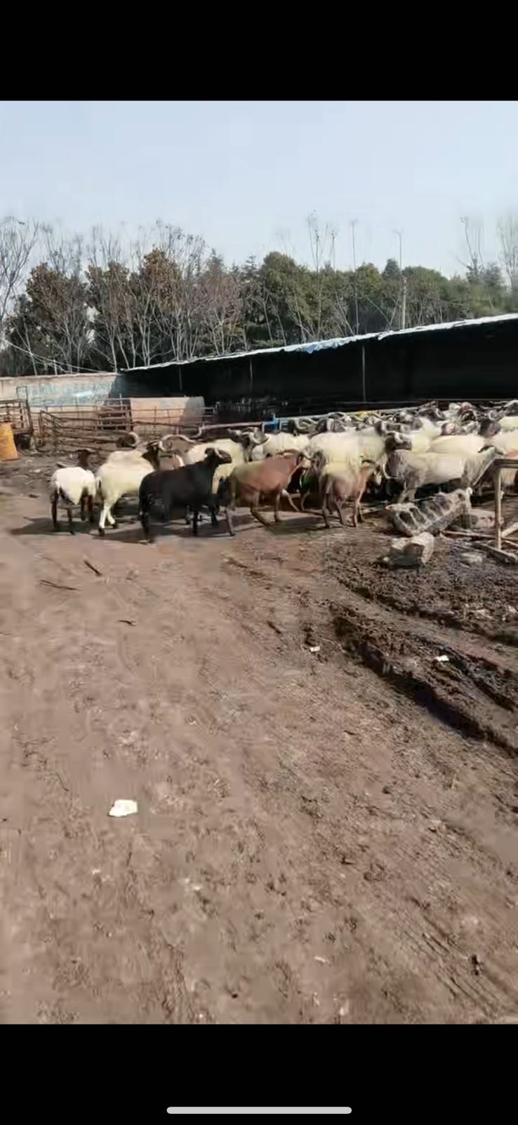 淮北李路活羊交易市场