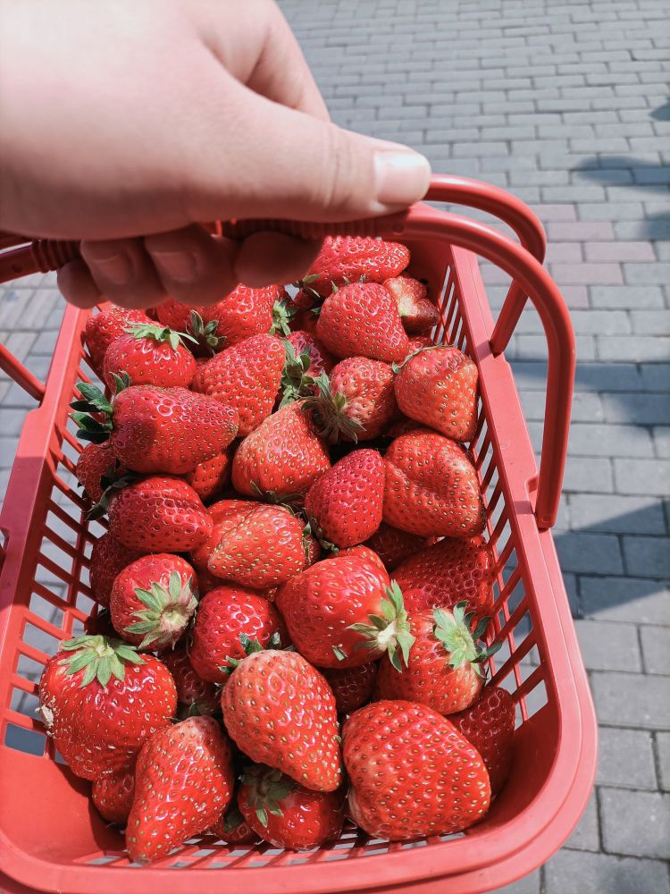 半亩方塘草莓采摘园