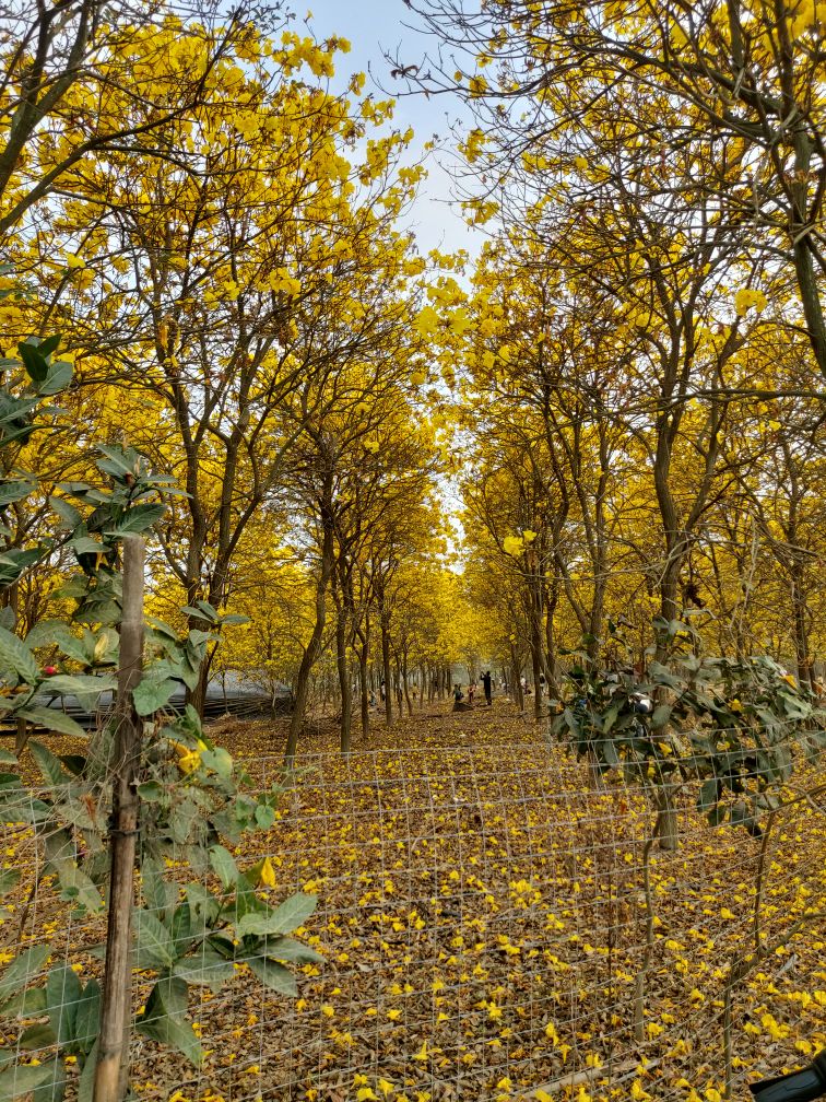 常乐黄风铃花种植基地