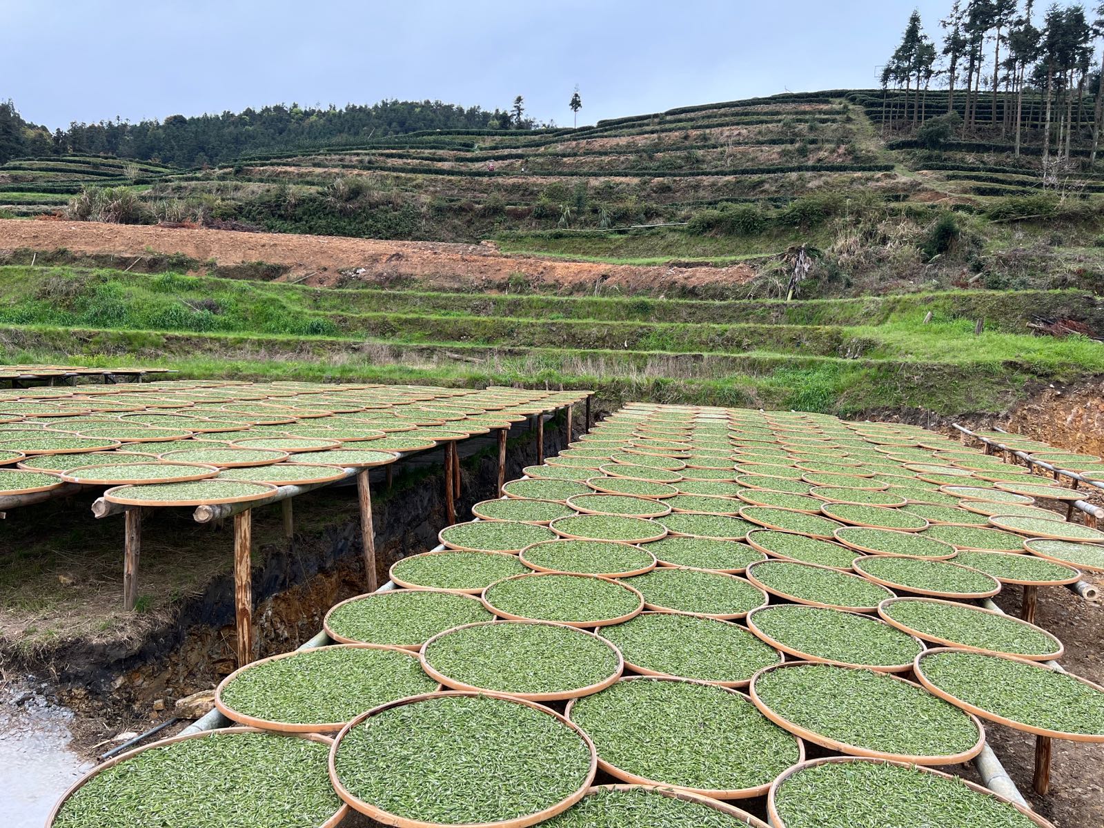 福鼎市大洋山鼎亮茶厂