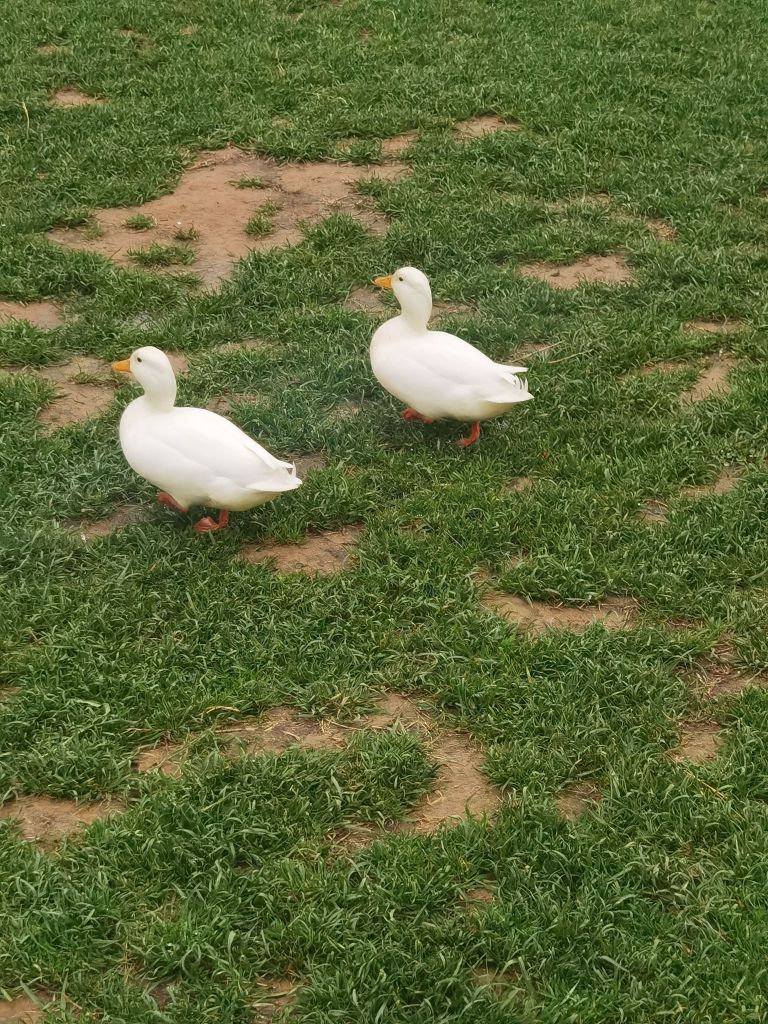 鹿寓牧场