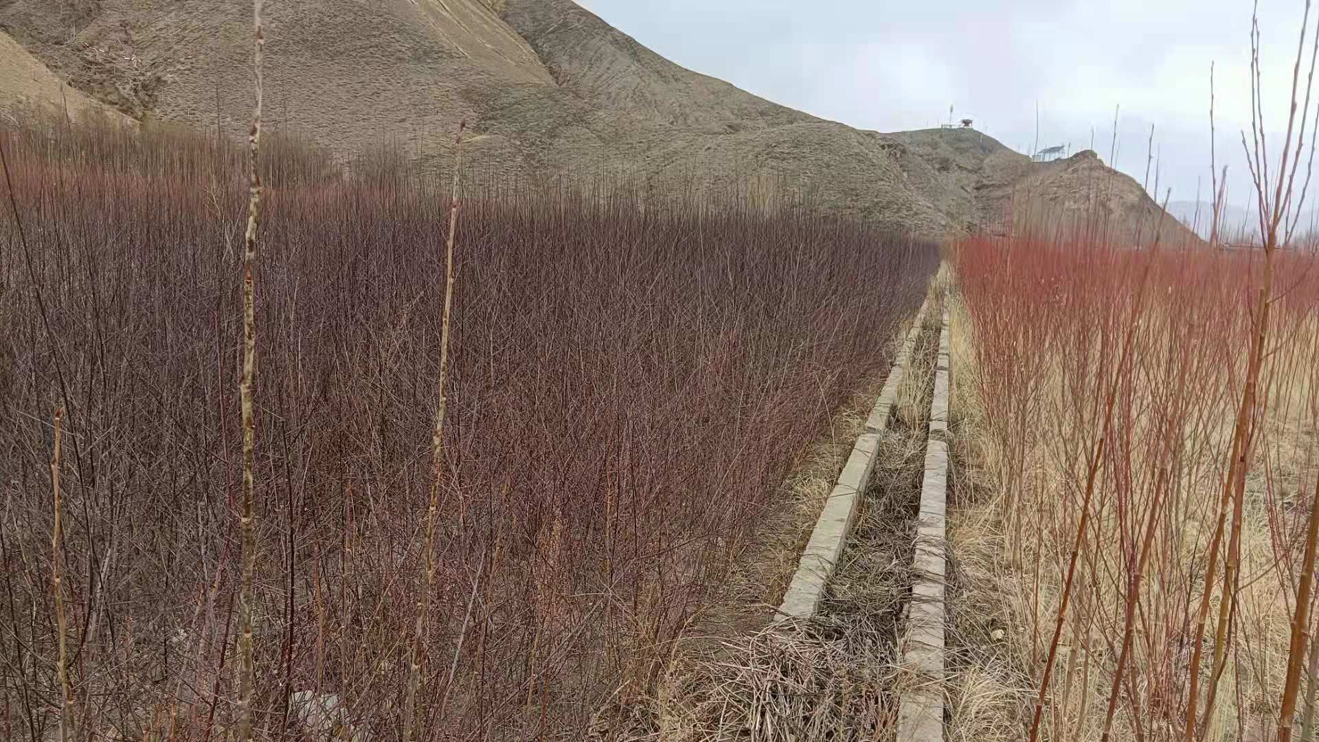 江孜县德康苗圃