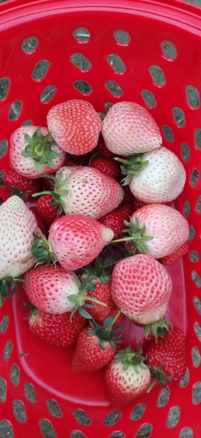 美莱医草莓