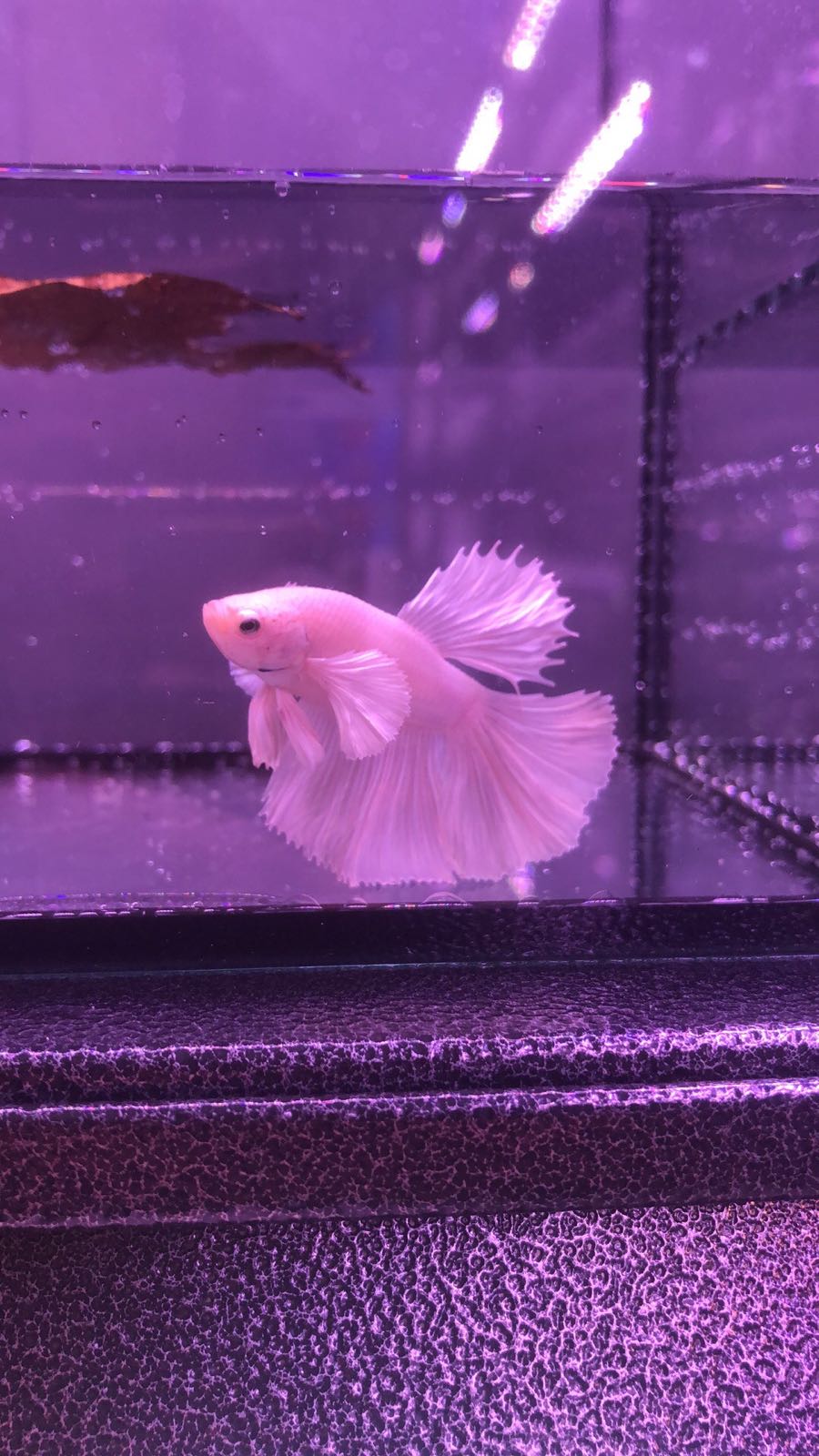 斗多彩梦幻妨晏鱼馆