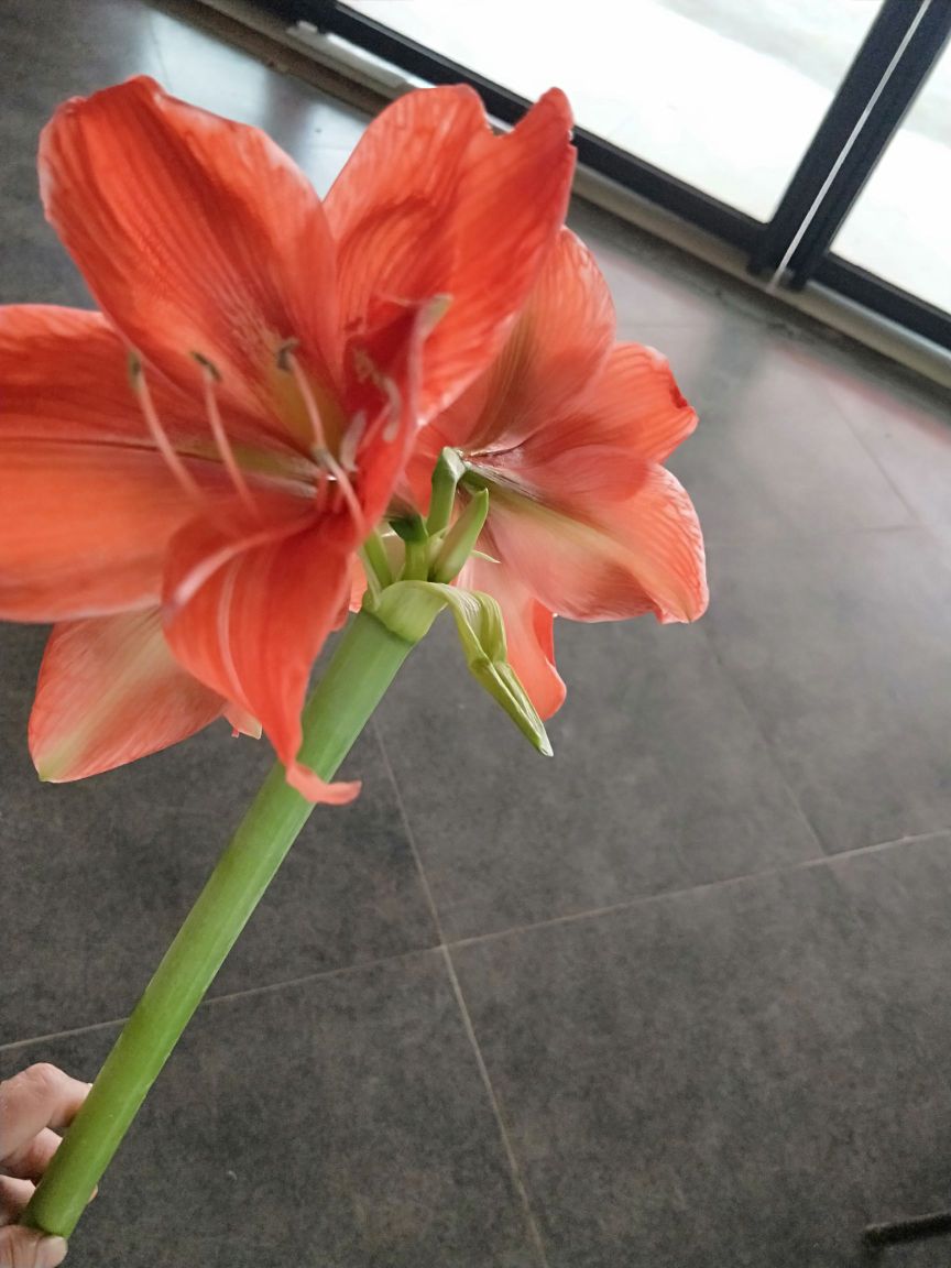 悉声语花店