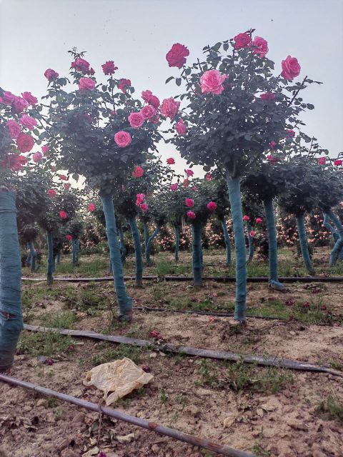 尧山花卉基地