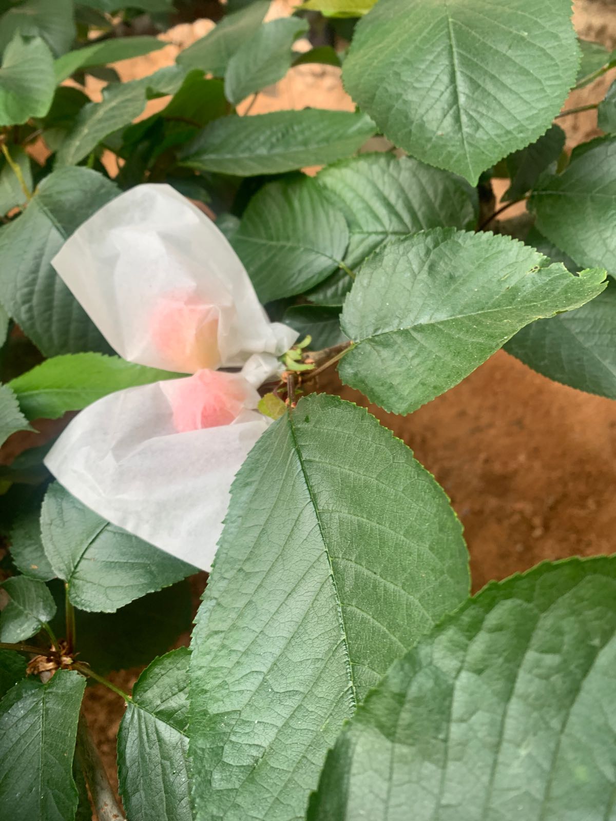 秦皇岛市山海关区胜豪果蔬种植专业合作社