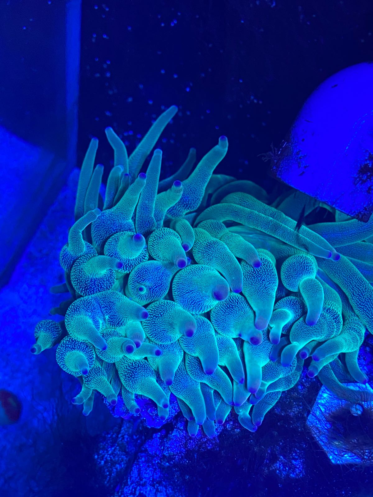 尼莫海水观赏鱼水族店