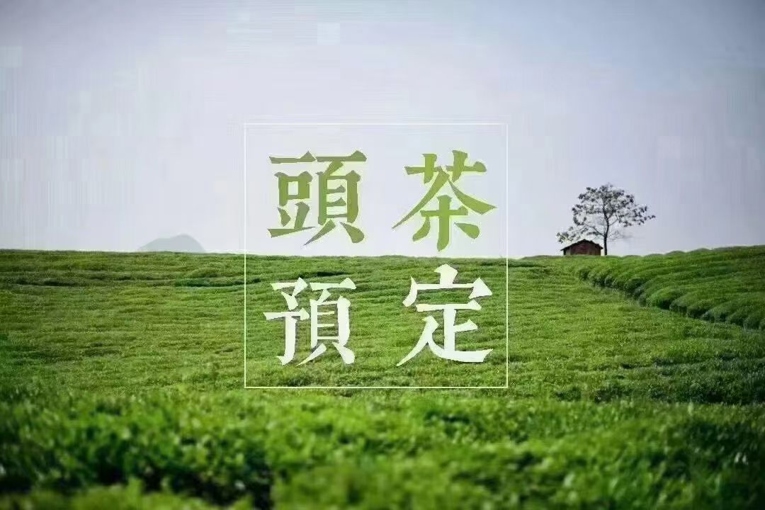 春晓茶业