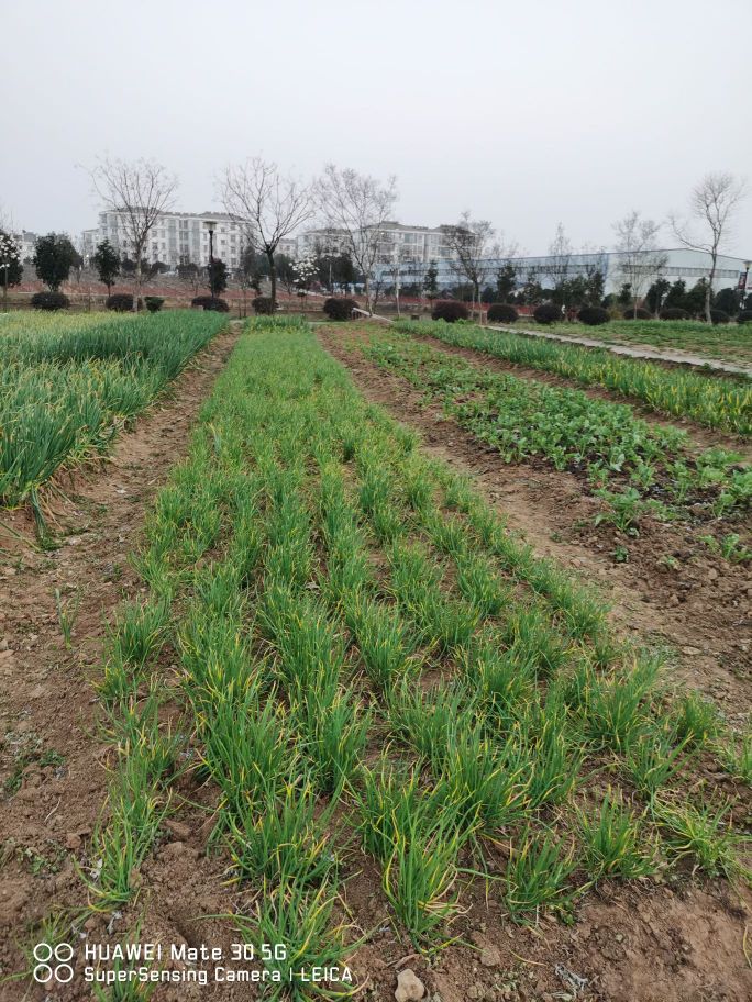 西商蔬果批发市场