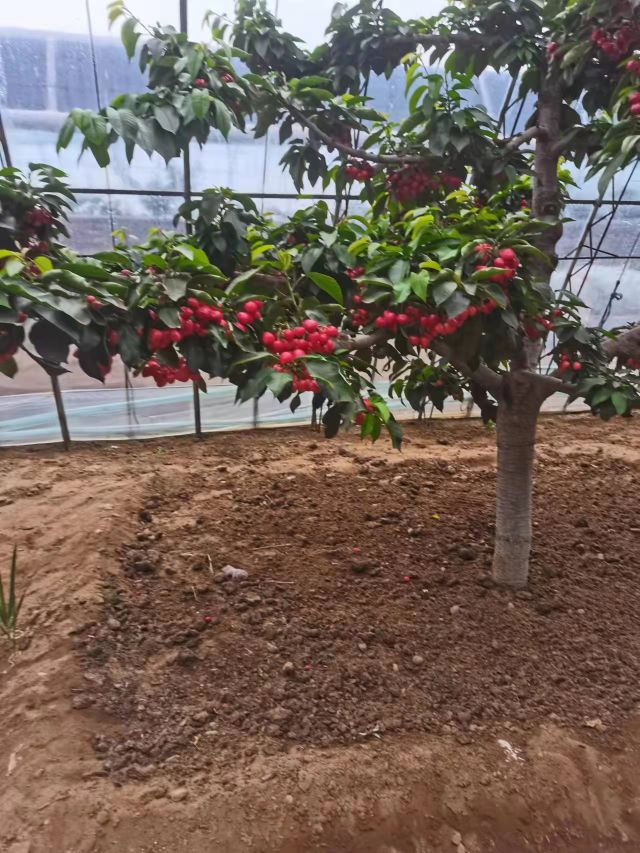 老纪大棚樱桃源