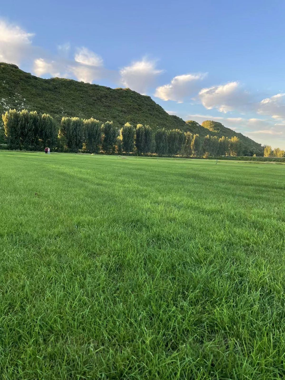 小訾草坪种植基地