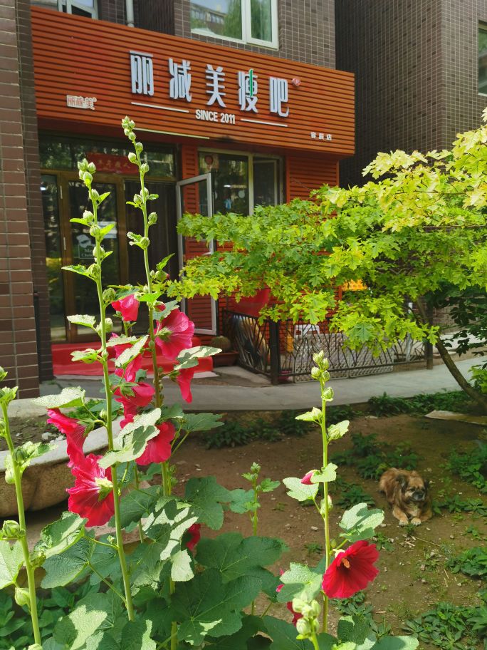 丽减美瘦吧(容辰店)