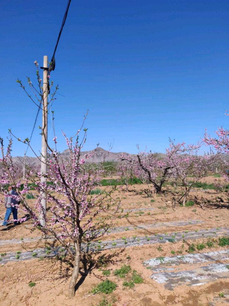 桃花观赏园