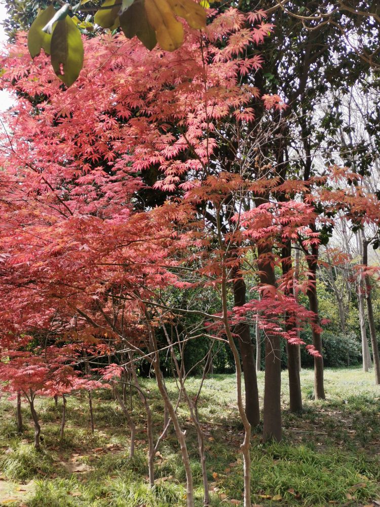 牡丹芍药