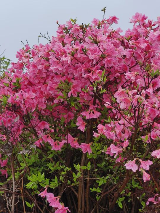 三公山杜鹃花海