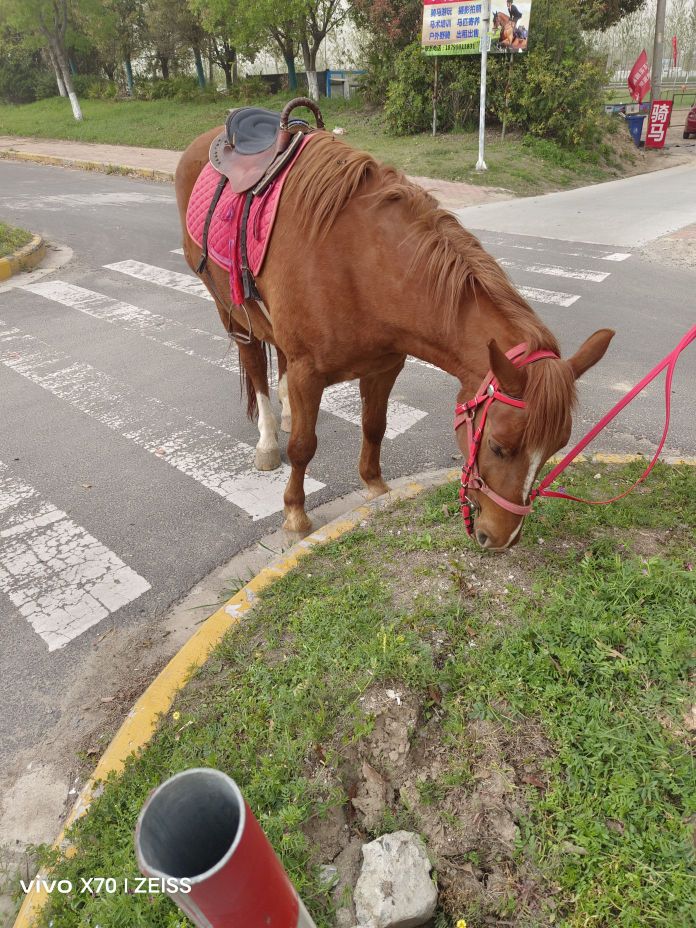 北花园跑马场