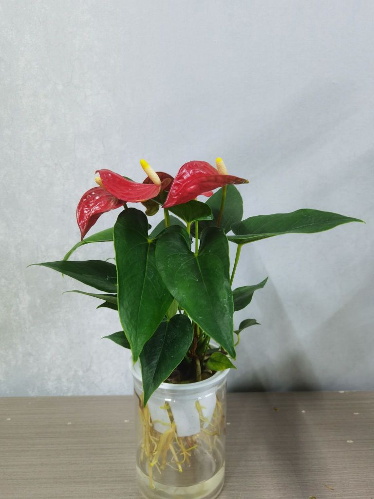 种花家(绿植盆栽·花束花篮·蝴蝶兰)