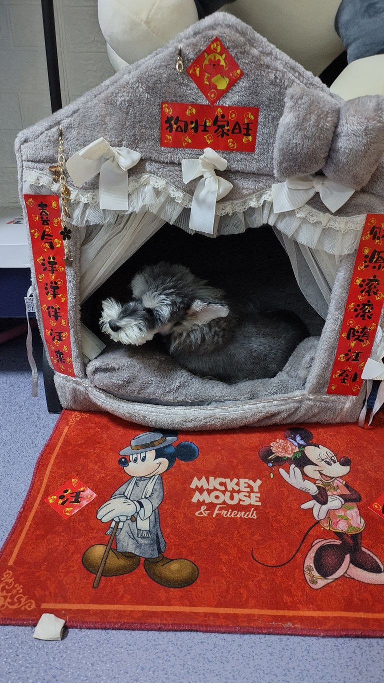芭娜宠物工作室