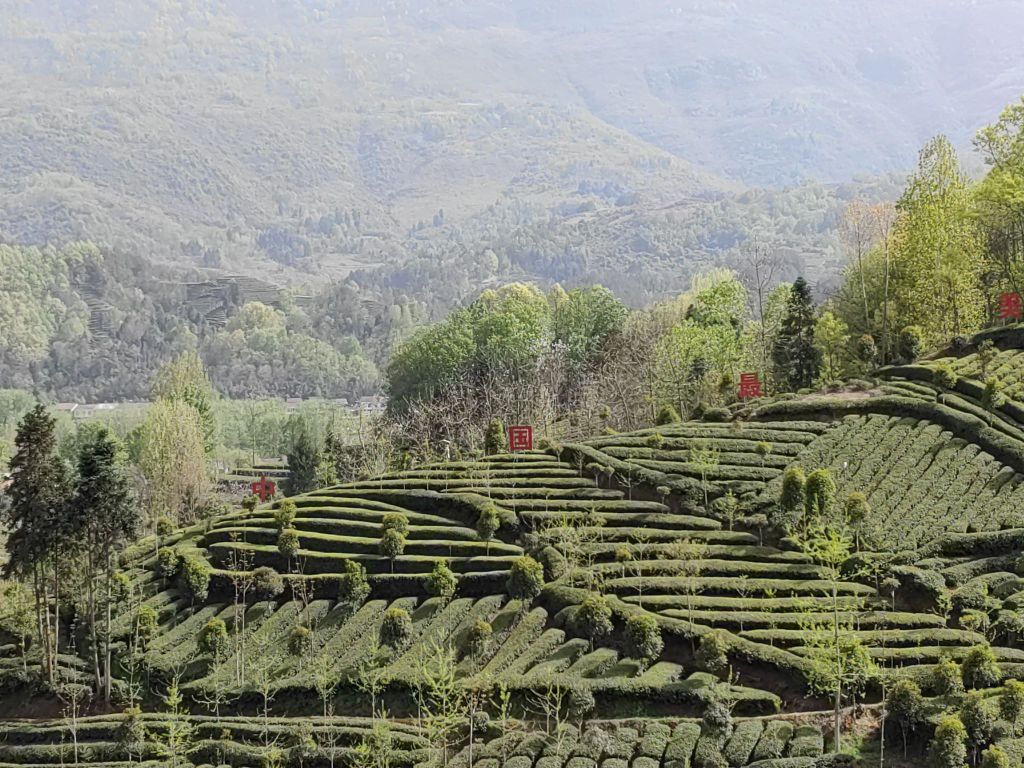 江塝茗苑