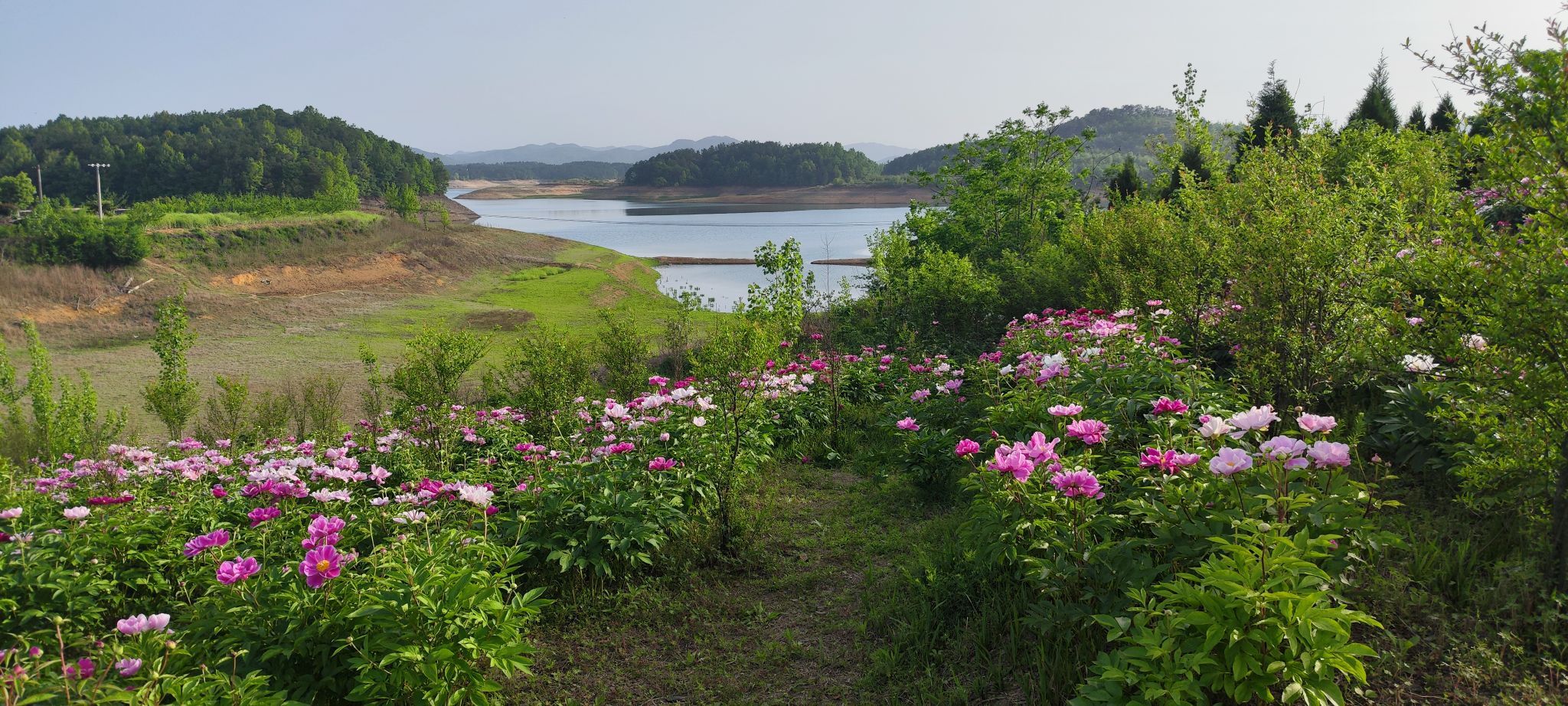 商城县芍药园