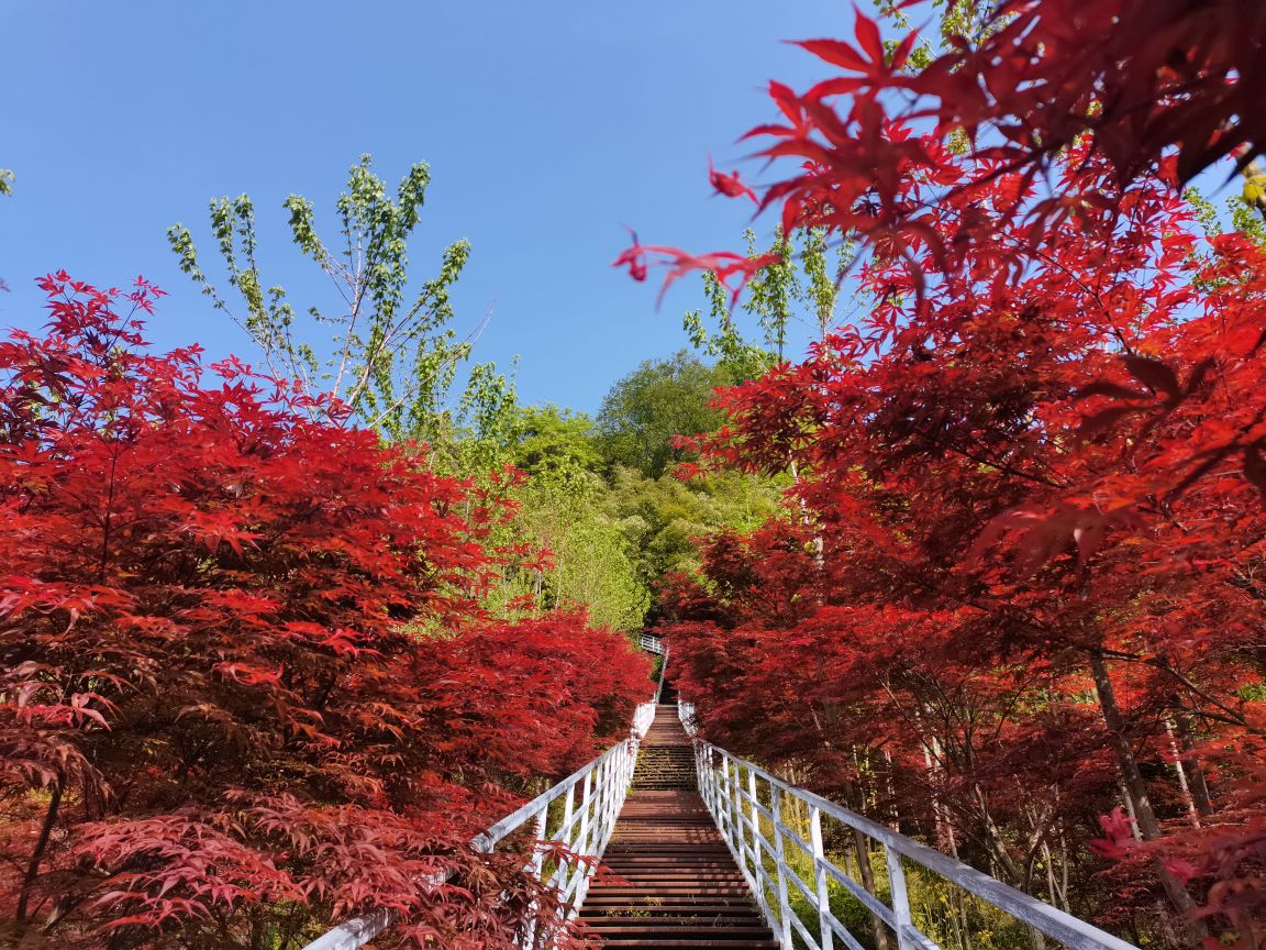 柒月麓山森林康养基地