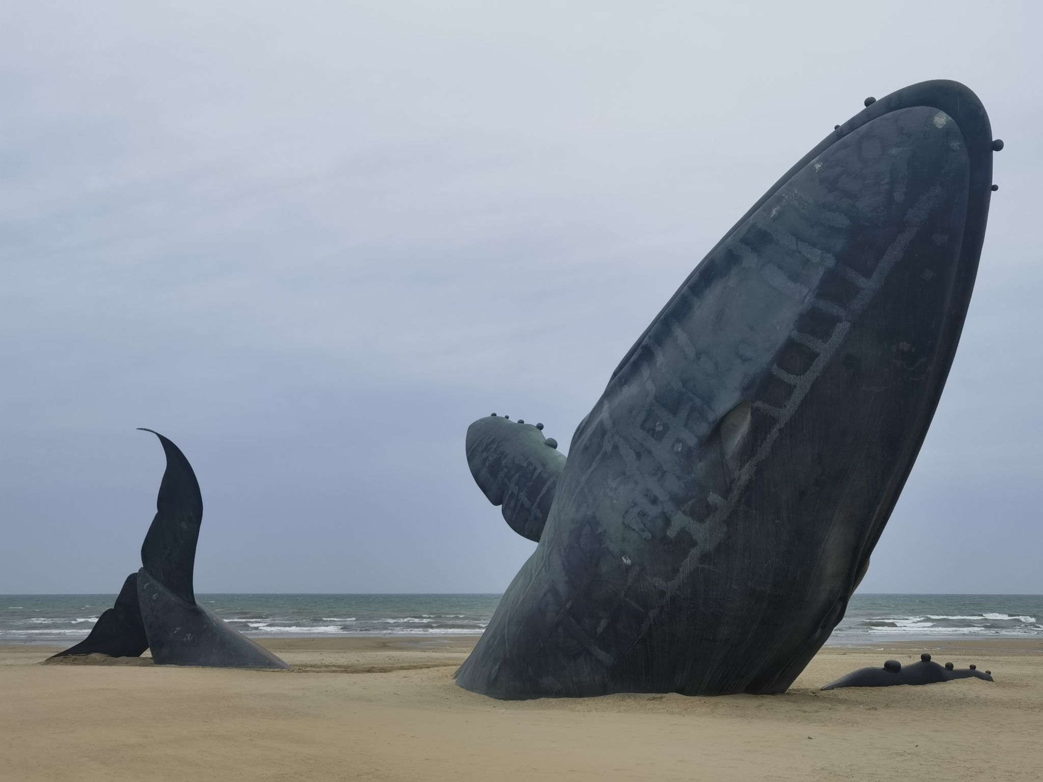 搁浅鲸鱼