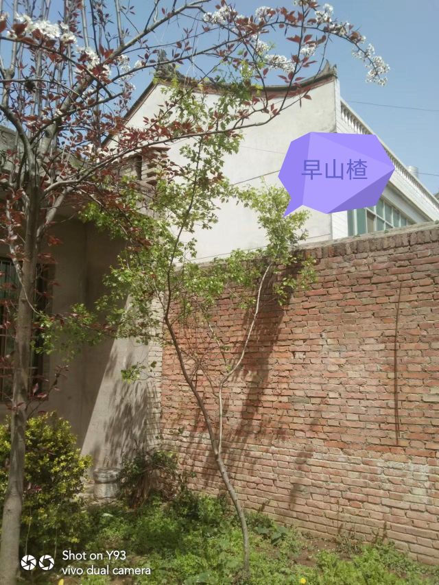 陕西省西安市周至县翠峰镇史务村陈雪凡苗木种植园