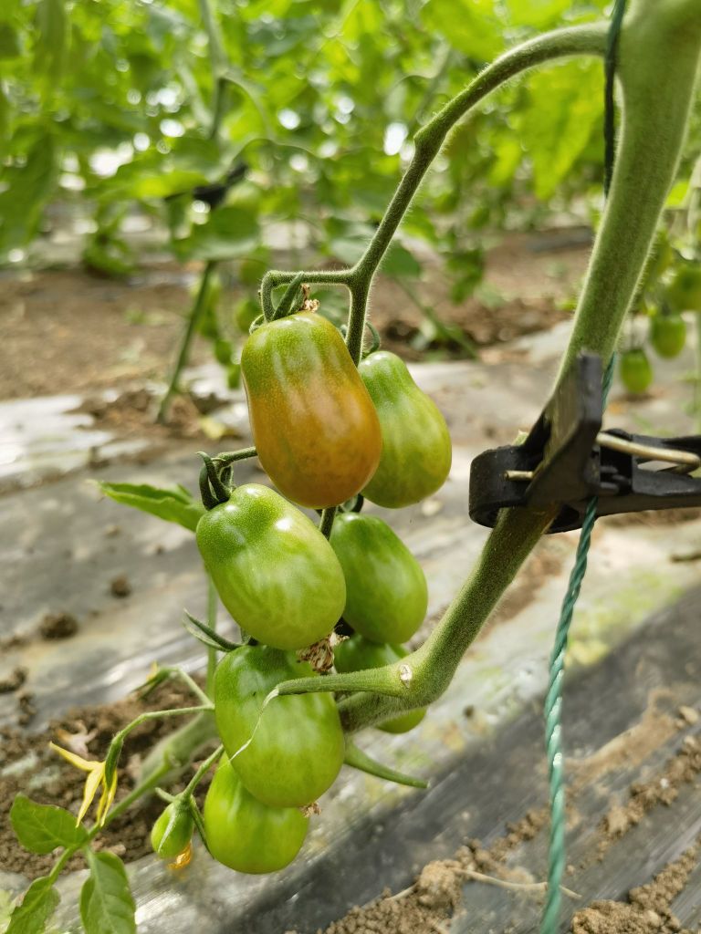 蚌埠市妮菲逸蔬菜种植农民转业合作社