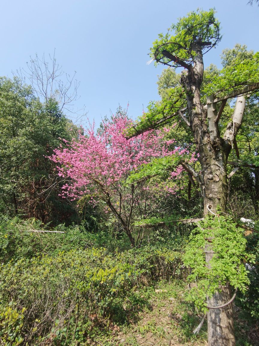 中国野生植物保护歇会三峡药用植物园