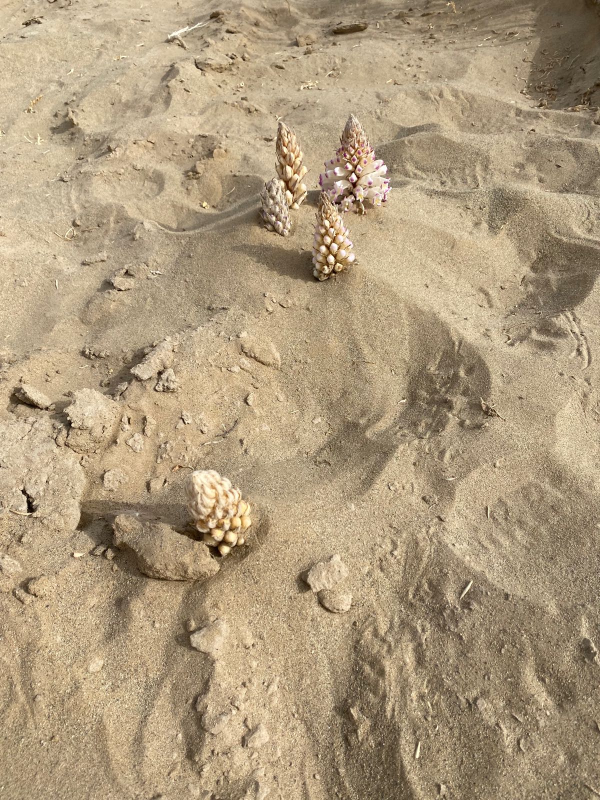 英巴格村乡四翅滨藜大芸种植基地