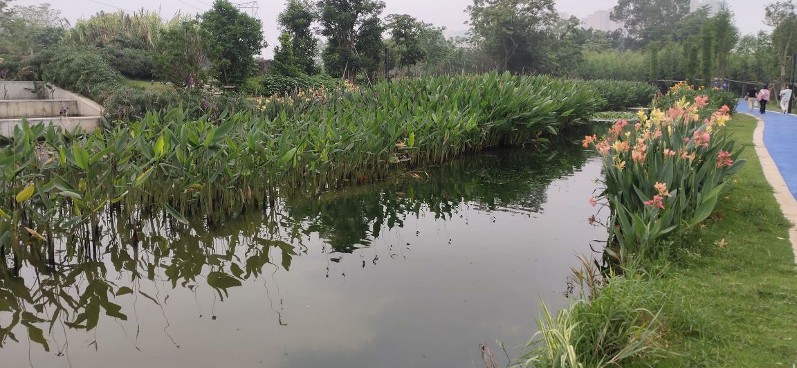 遂溪河碧道城区段