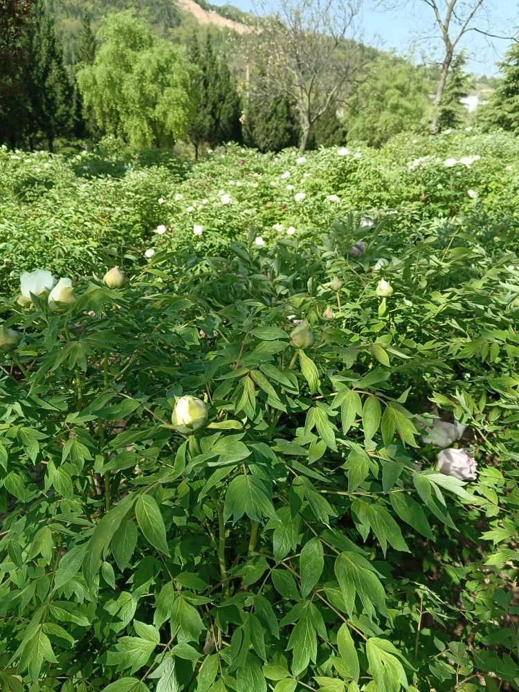 豹子沟珍稀植物园牡丹。园