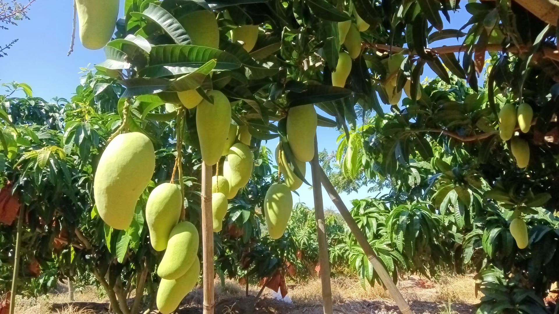 乐东四叔芒果地