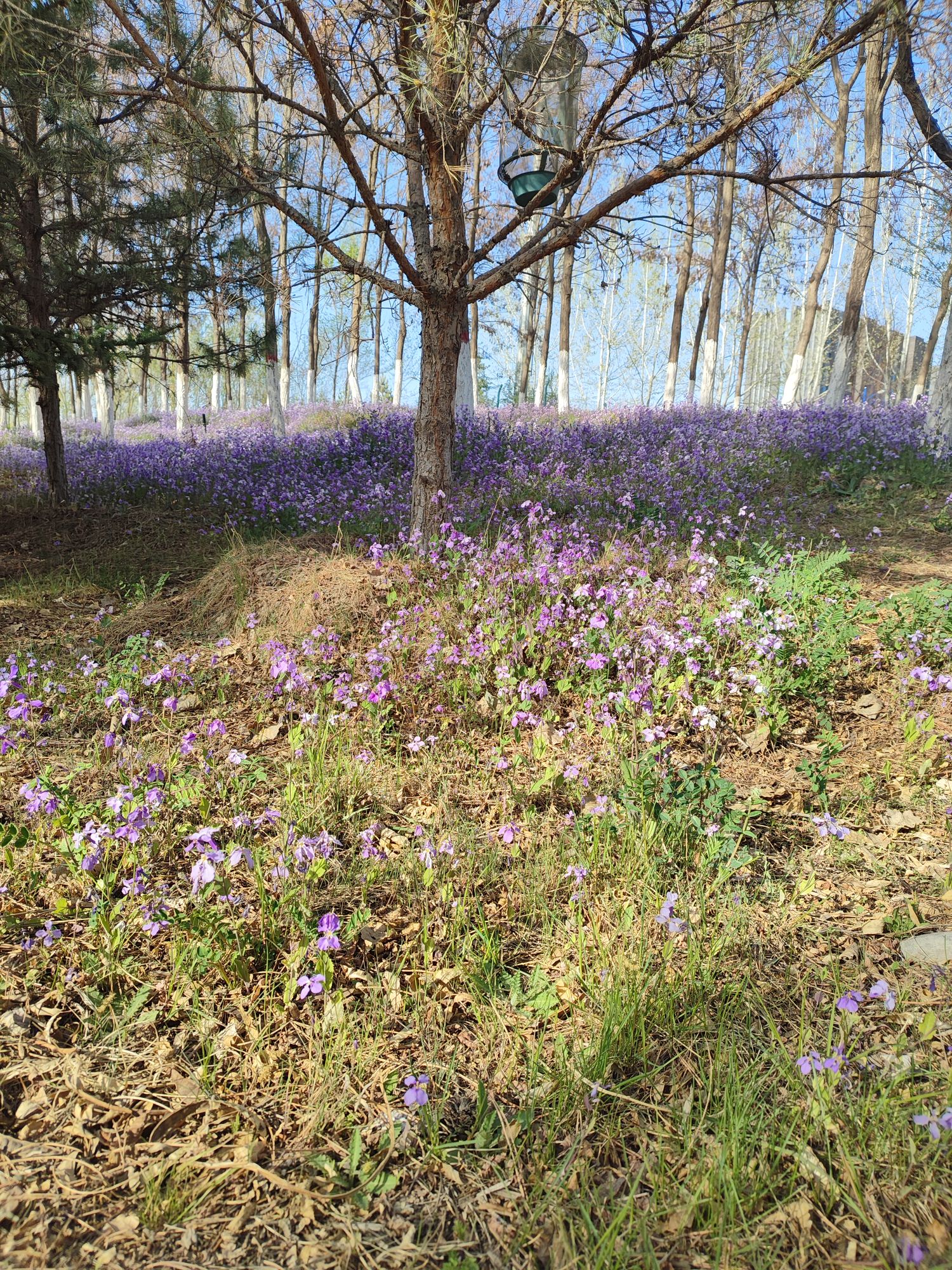 秦王川国家湿地公园2期