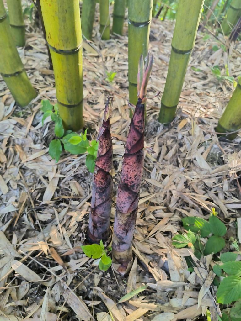 虎潭山居