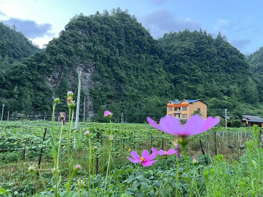 飘香里