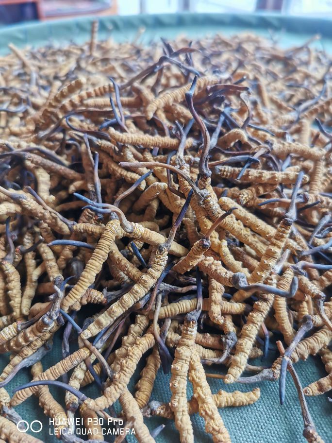 小丁精品虫草行