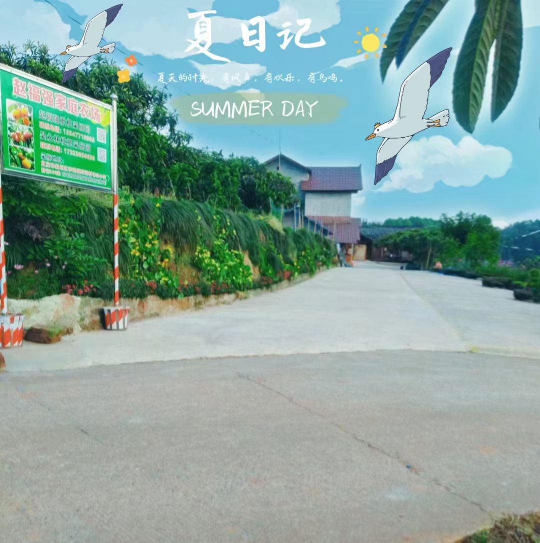 赵福强枇杷采摘园