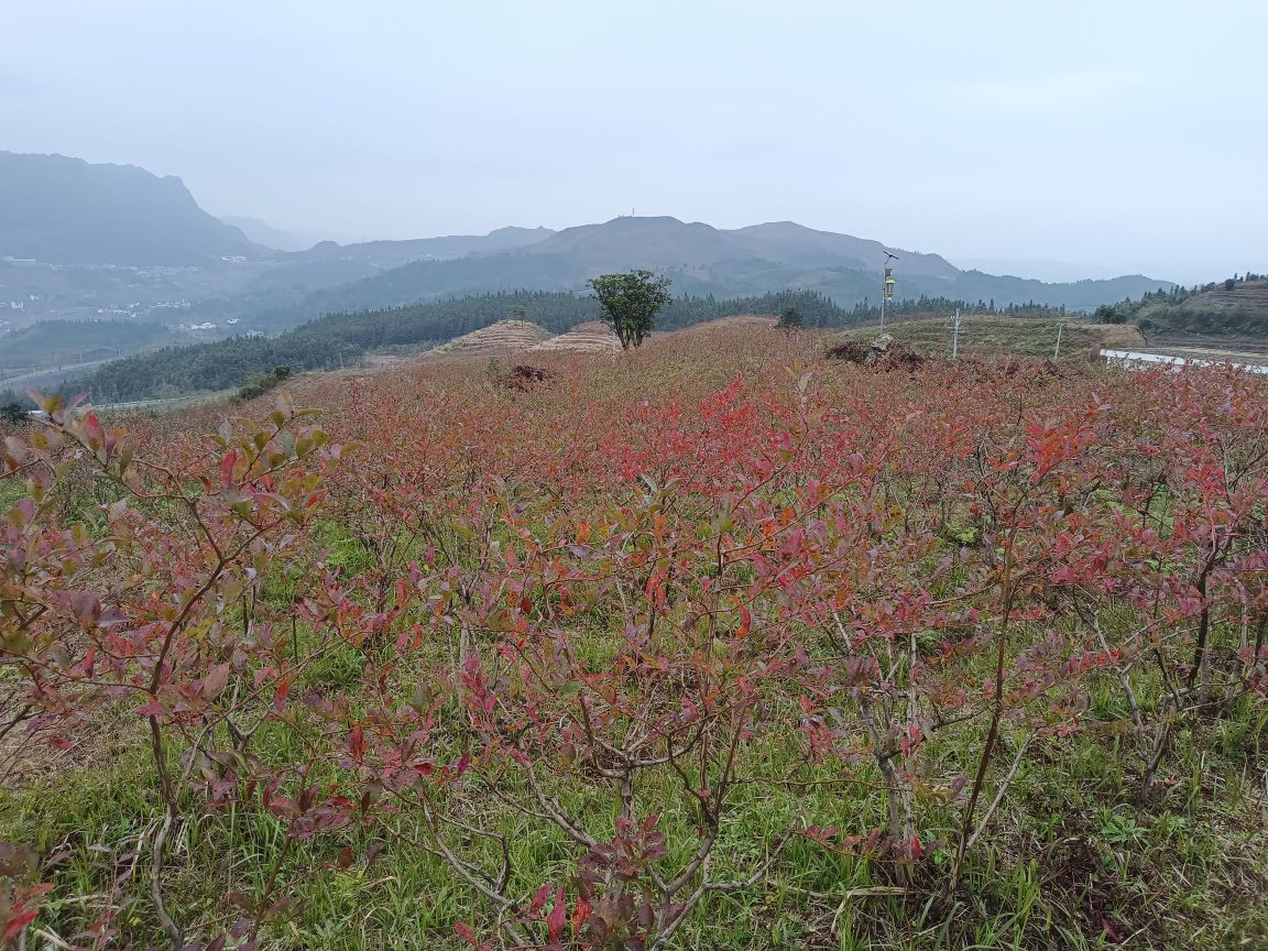 福泽蓝莓生态园