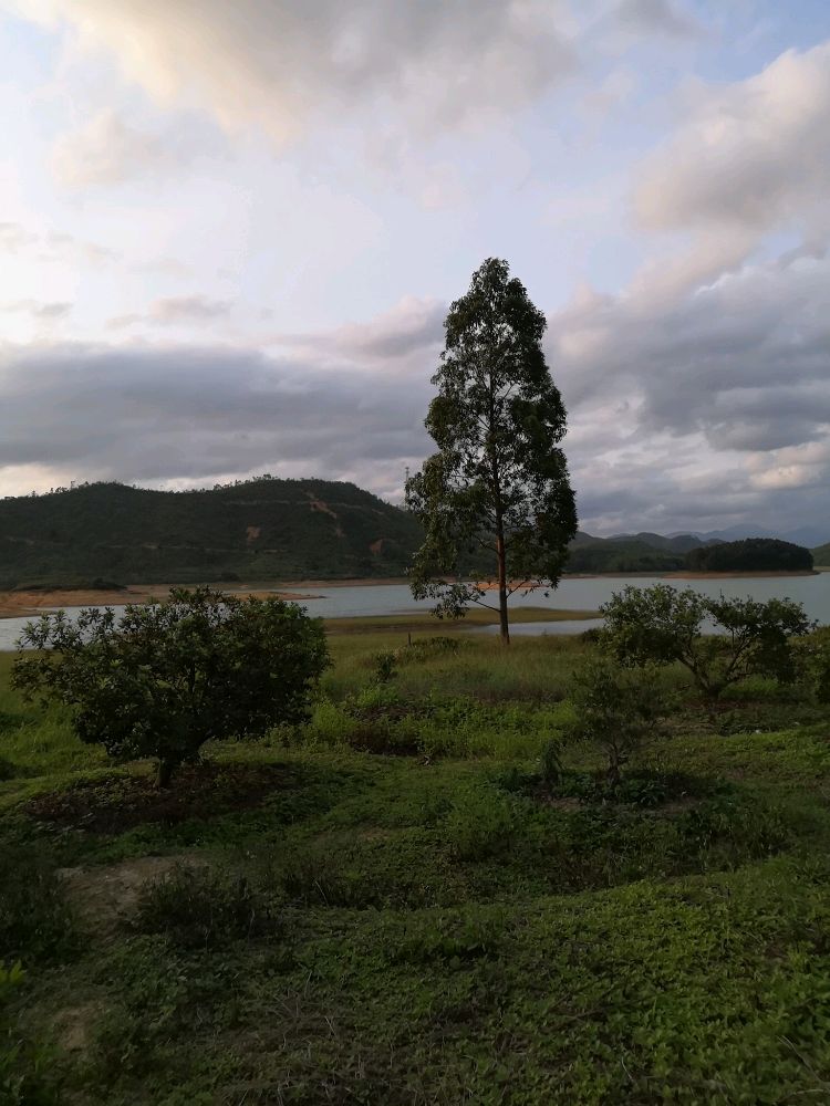 高杉入云杨梅果园