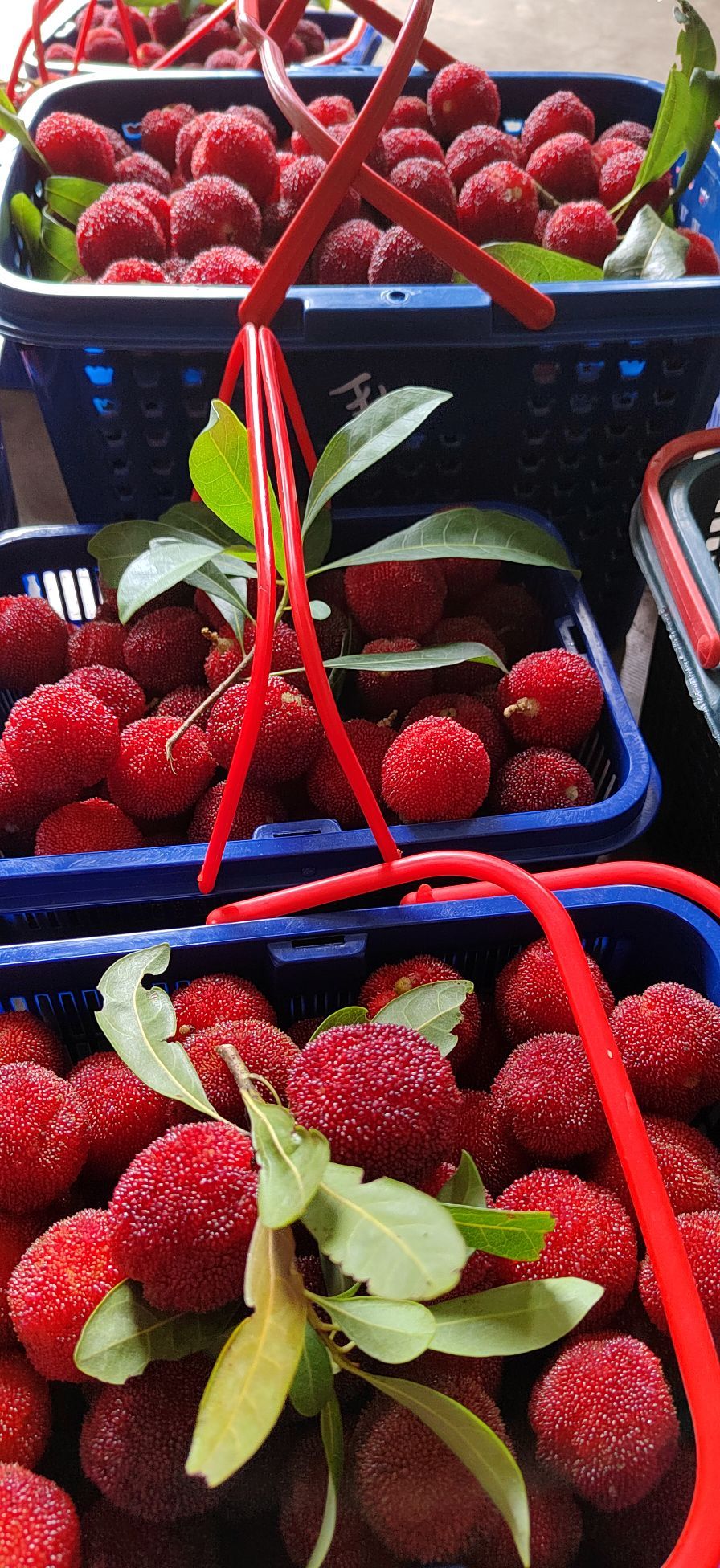 万峰德先东魁杨梅山