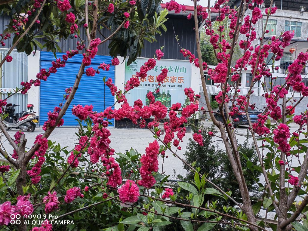 陈家老屋农家乐