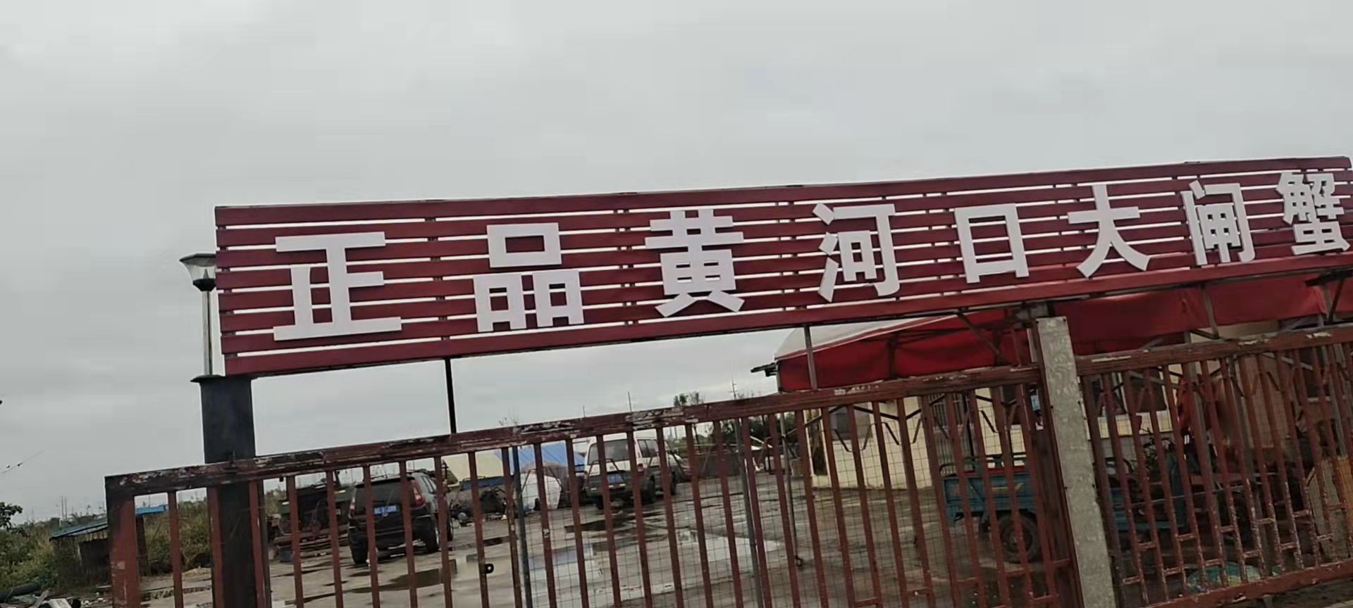 正品黄河囗大闸蟹