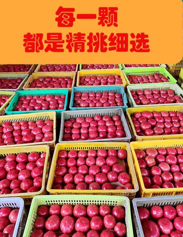 花马村普罗旺斯水果西红柿基地