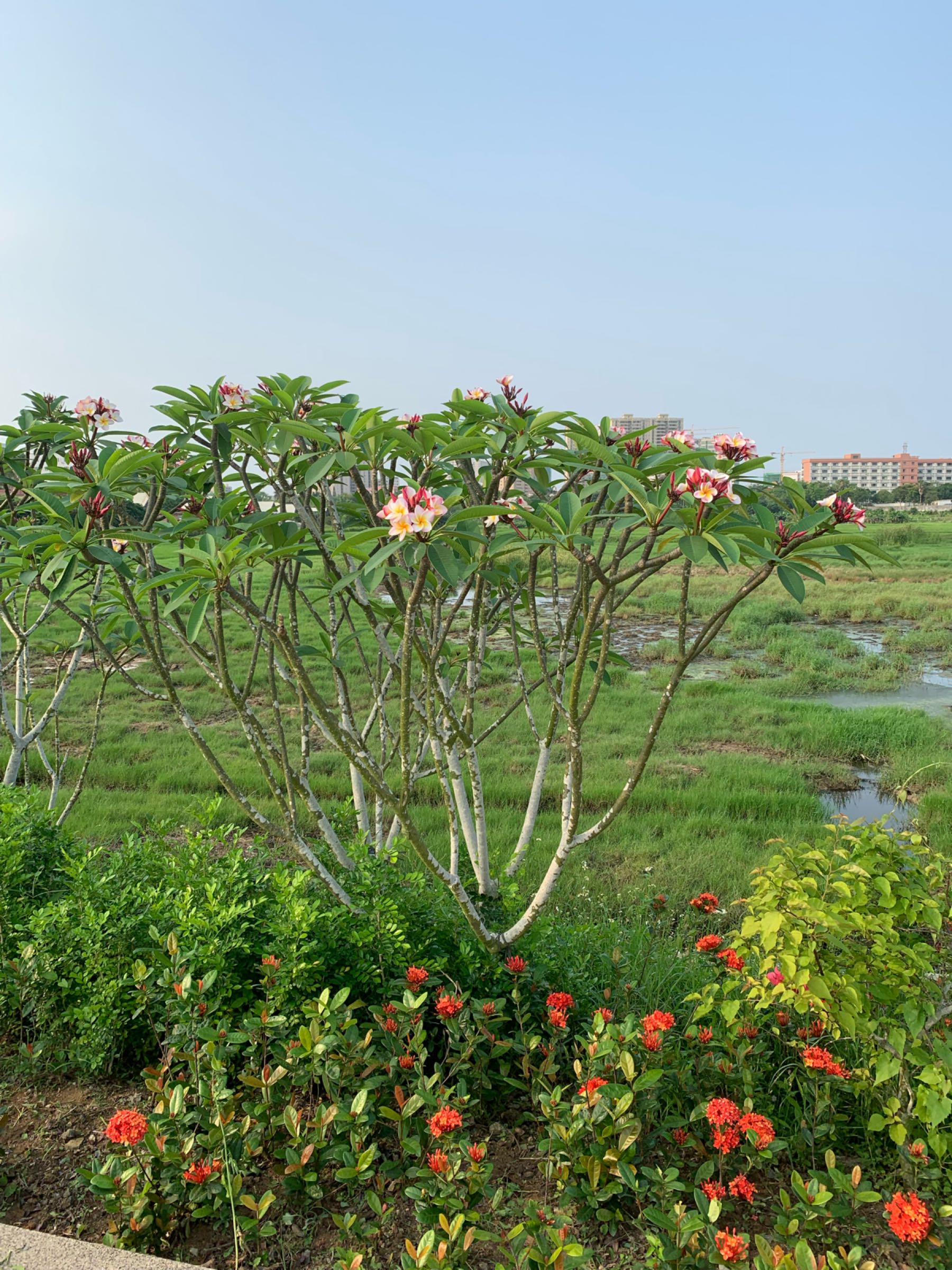 坡头区城市农业公园