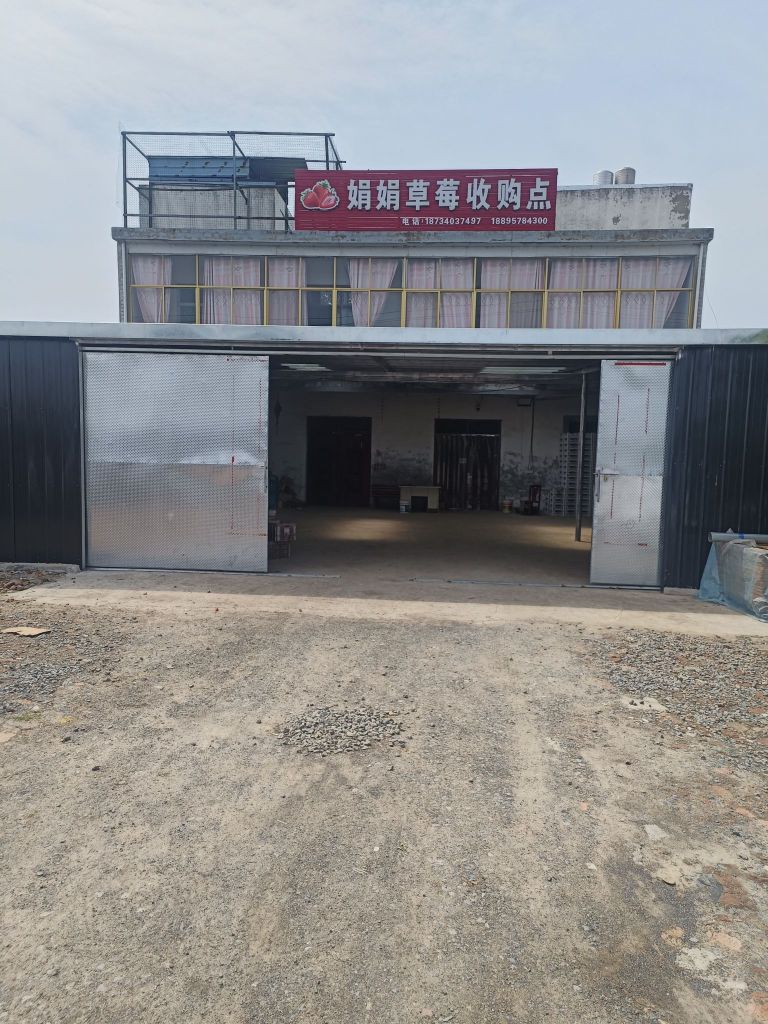 娟娟草莓收购点