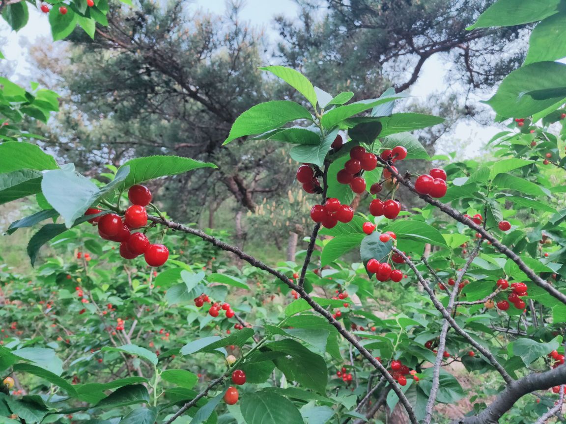 青岛市城阳区山色峪社区上蜜蜂村