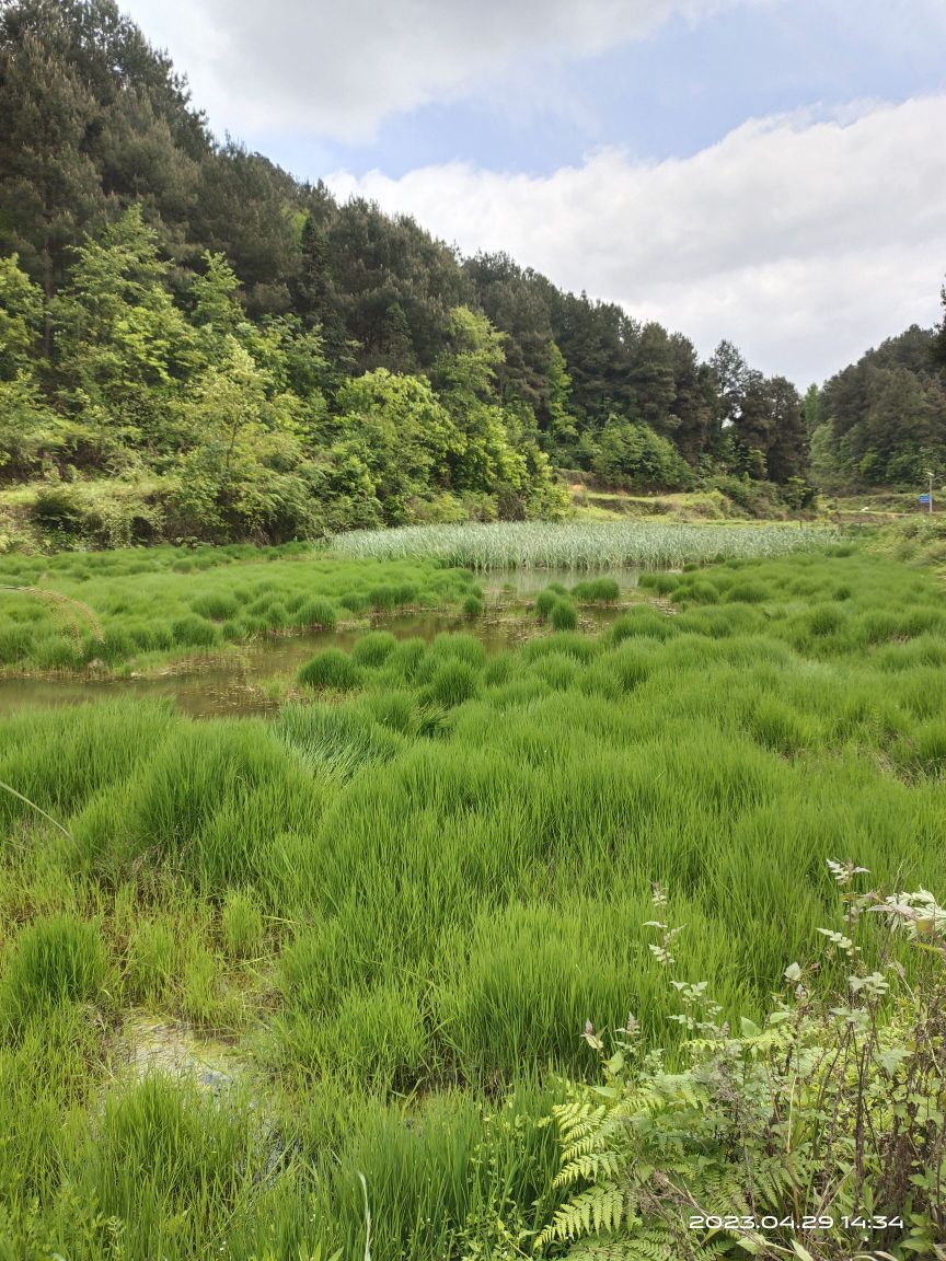 后山苗族布依族乡布依湿地公园